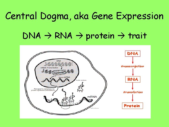 Central Dogma, aka Gene Expression DNA RNA protein trait 