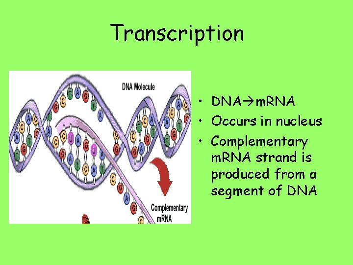 Transcription • DNA m. RNA • Occurs in nucleus • Complementary m. RNA strand