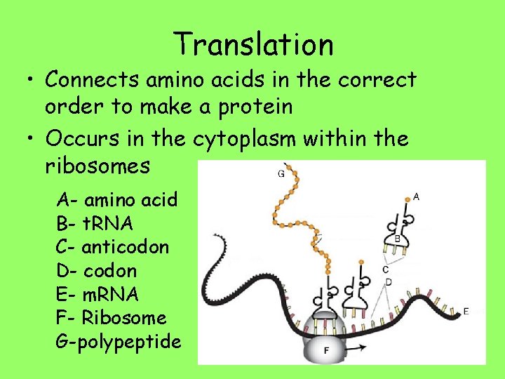 Translation • Connects amino acids in the correct order to make a protein •