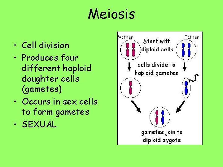 Meiosis • Cell division • Produces four different haploid daughter cells (gametes) • Occurs