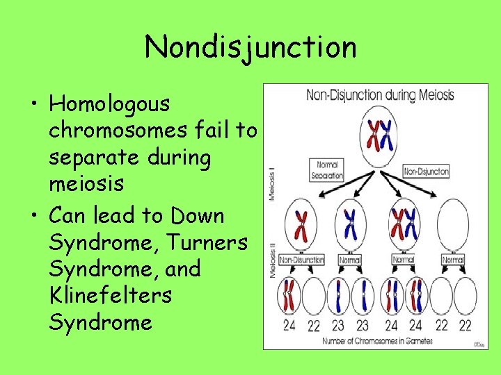 Nondisjunction • Homologous chromosomes fail to separate during meiosis • Can lead to Down
