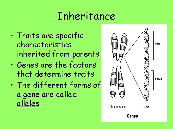 Inheritance • Traits are specific characteristics inherited from parents • Genes are the factors