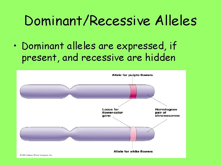 Dominant/Recessive Alleles • Dominant alleles are expressed, if present, and recessive are hidden 