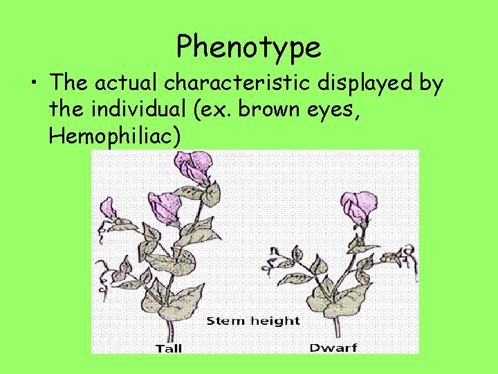 Phenotype • The actual characteristic displayed by the individual (ex. brown eyes, Hemophiliac) 
