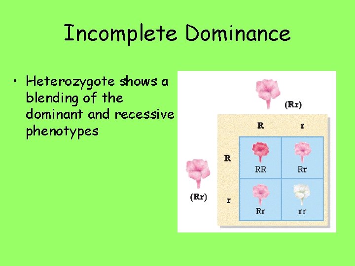 Incomplete Dominance • Heterozygote shows a blending of the dominant and recessive phenotypes 