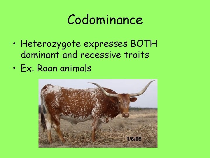 Codominance • Heterozygote expresses BOTH dominant and recessive traits • Ex. Roan animals 