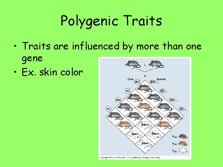 Polygenic Traits • Traits are influenced by more than one gene • Ex. skin
