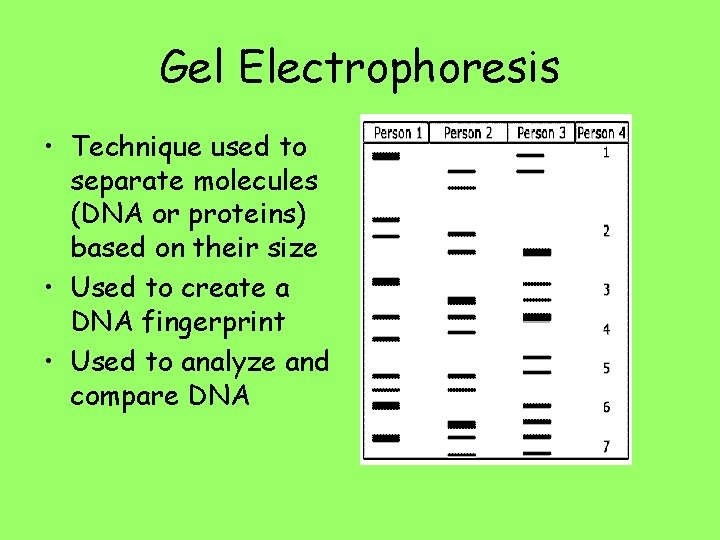 Gel Electrophoresis • Technique used to separate molecules (DNA or proteins) based on their
