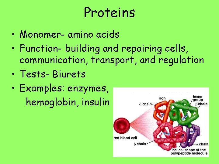 Proteins • Monomer- amino acids • Function- building and repairing cells, communication, transport, and