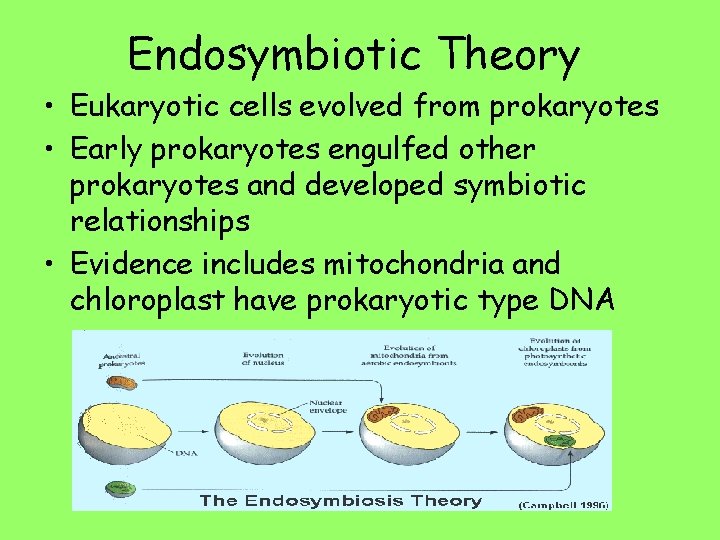 Endosymbiotic Theory • Eukaryotic cells evolved from prokaryotes • Early prokaryotes engulfed other prokaryotes