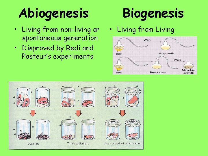 Abiogenesis • Living from non-living or spontaneous generation • Disproved by Redi and Pasteur’s