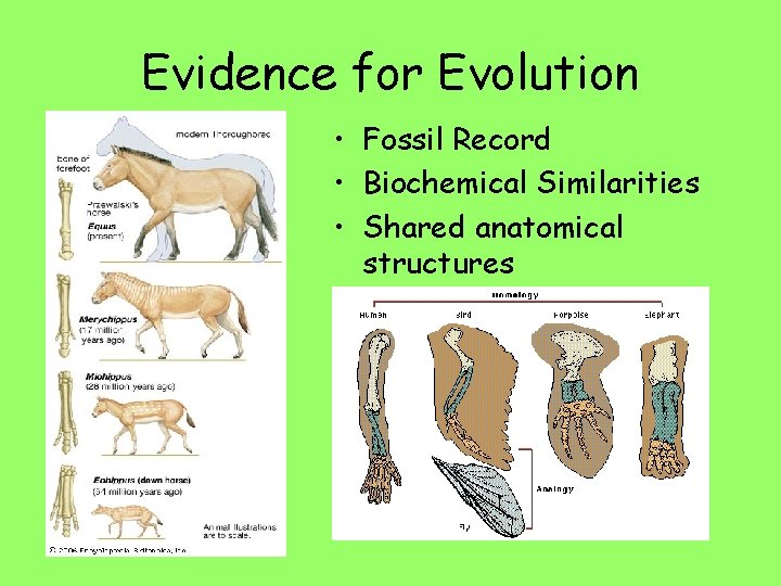 Evidence for Evolution • Fossil Record • Biochemical Similarities • Shared anatomical structures 