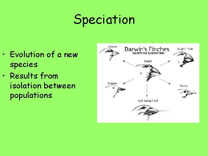 Speciation • Evolution of a new species • Results from isolation between populations 