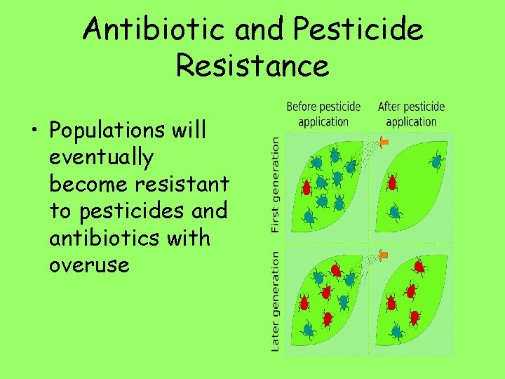 Antibiotic and Pesticide Resistance • Populations will eventually become resistant to pesticides and antibiotics