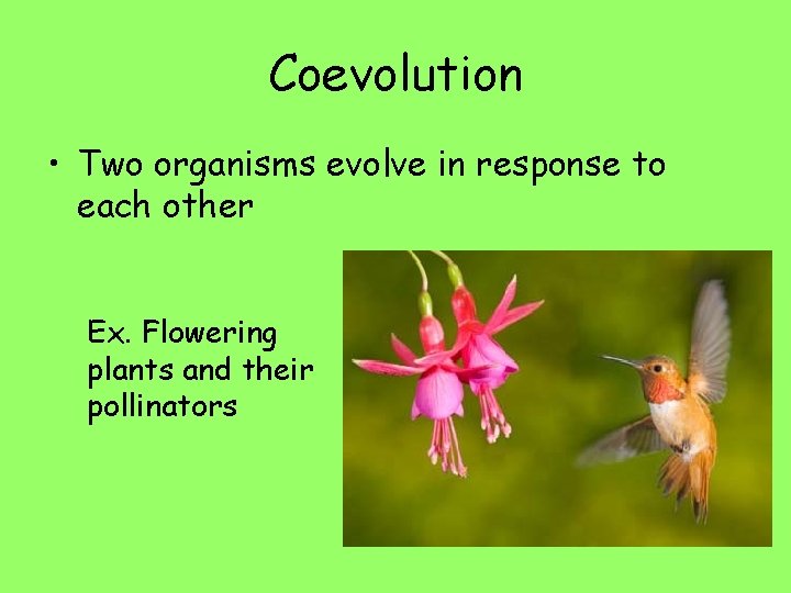 Coevolution • Two organisms evolve in response to each other Ex. Flowering plants and