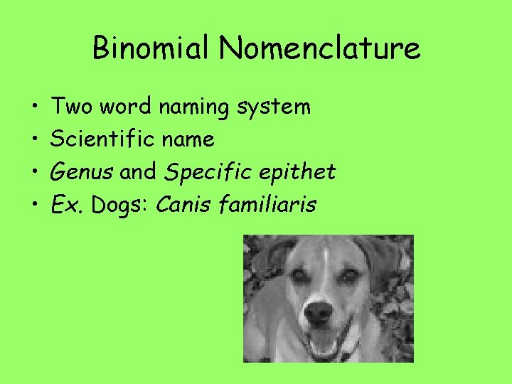 Binomial Nomenclature • • Two word naming system Scientific name Genus and Specific epithet