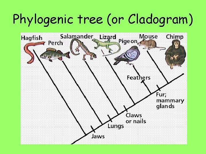 Phylogenic tree (or Cladogram) 