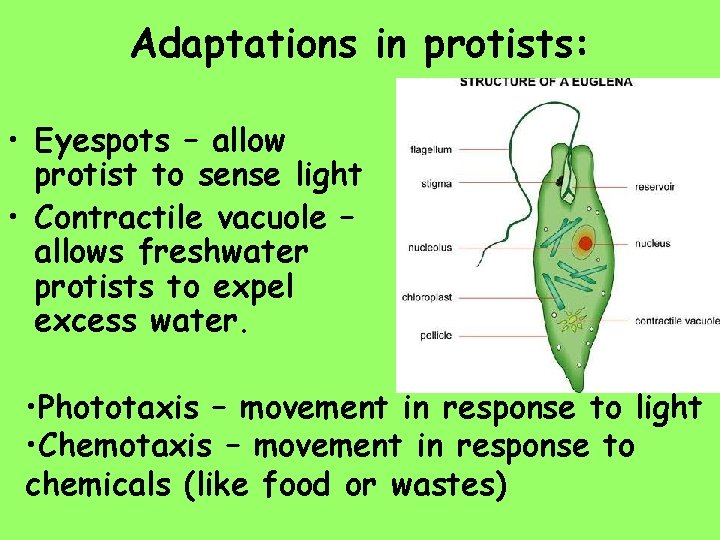 Adaptations in protists: • Eyespots – allow protist to sense light • Contractile vacuole