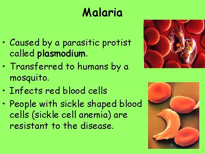 Malaria • Caused by a parasitic protist called plasmodium. • Transferred to humans by