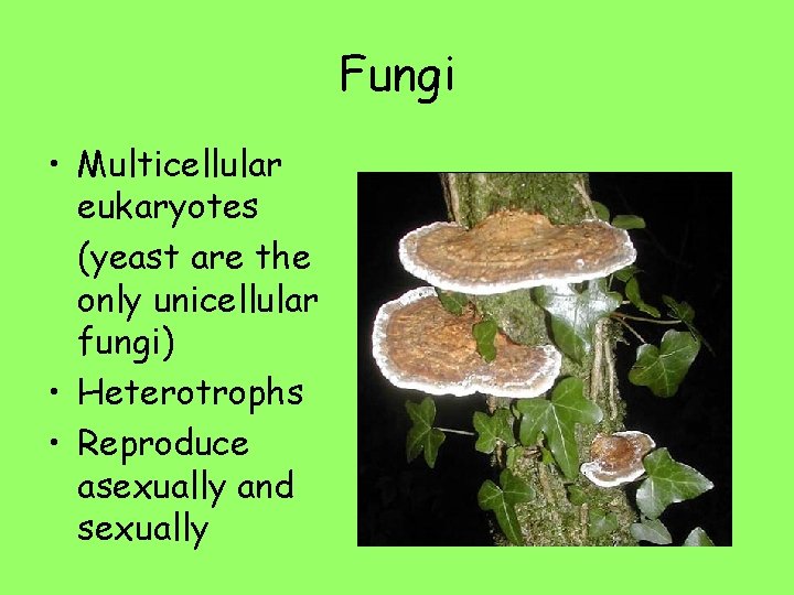 Fungi • Multicellular eukaryotes (yeast are the only unicellular fungi) • Heterotrophs • Reproduce