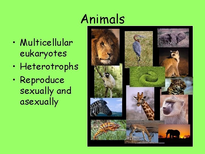 Animals • Multicellular eukaryotes • Heterotrophs • Reproduce sexually and asexually 