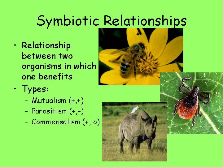 Symbiotic Relationships • Relationship between two organisms in which one benefits • Types: –