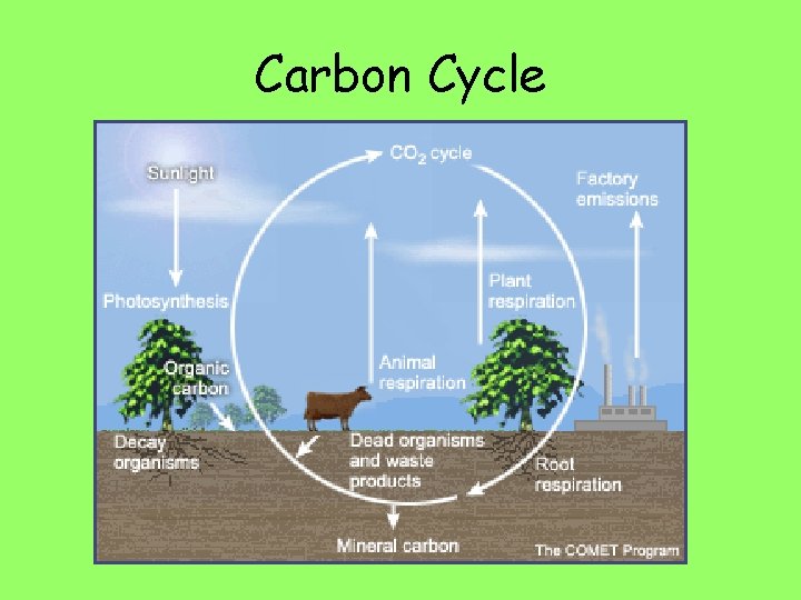 Carbon Cycle 