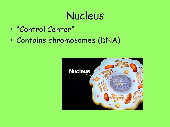 Nucleus • “Control Center” • Contains chromosomes (DNA) 