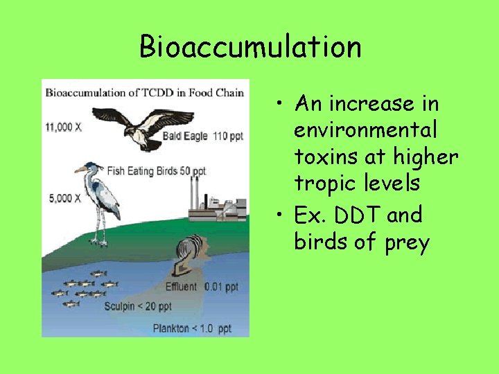 Bioaccumulation • An increase in environmental toxins at higher tropic levels • Ex. DDT