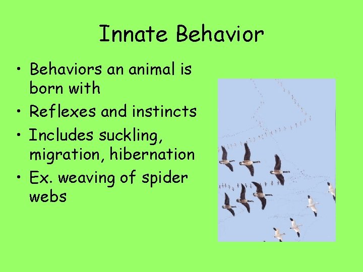 Innate Behavior • Behaviors an animal is born with • Reflexes and instincts •