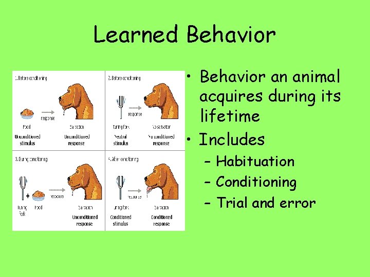 Learned Behavior • Behavior an animal acquires during its lifetime • Includes – Habituation