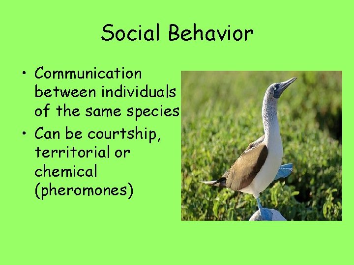 Social Behavior • Communication between individuals of the same species • Can be courtship,