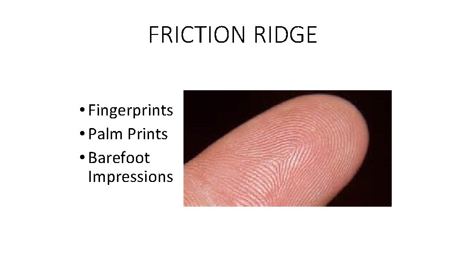 FRICTION RIDGE • Fingerprints • Palm Prints • Barefoot Impressions 