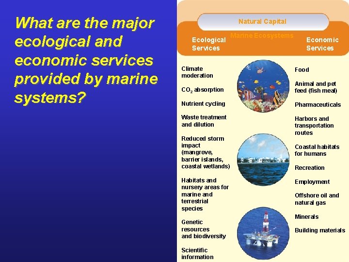 What are the major ecological and economic services provided by marine systems? Natural Capital