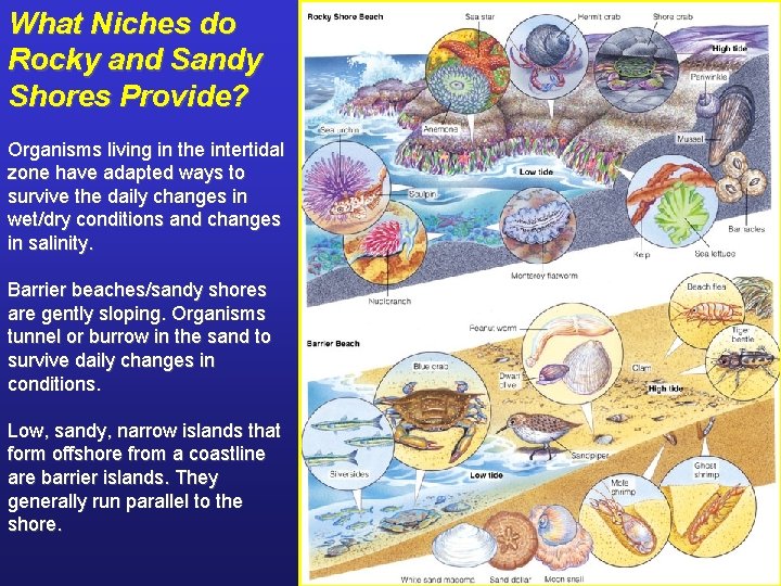 What Niches do Rocky and Sandy Shores Provide? Organisms living in the intertidal zone