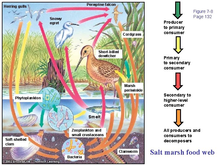 Peregrine falcon Herring gulls Figure 7 -8 Page 132 Snowy egret Cordgrass Short-billed dowitcher