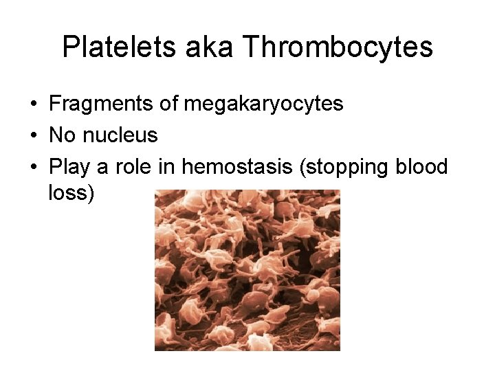 Platelets aka Thrombocytes • Fragments of megakaryocytes • No nucleus • Play a role