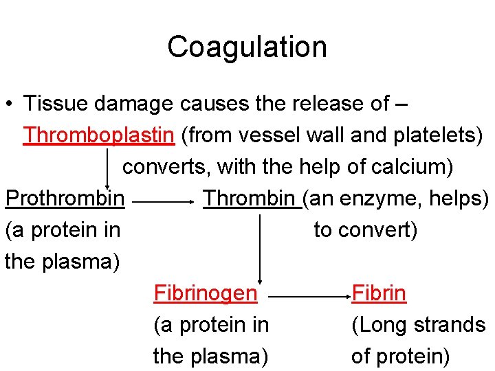 Coagulation • Tissue damage causes the release of – Thromboplastin (from vessel wall and