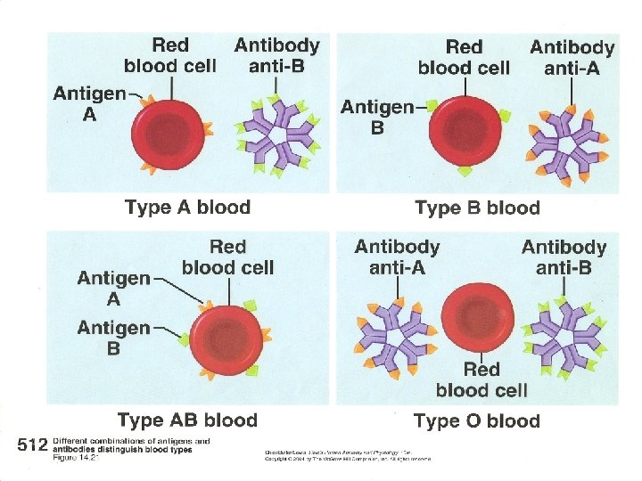 BLOOD What is blood Functions of blood What
