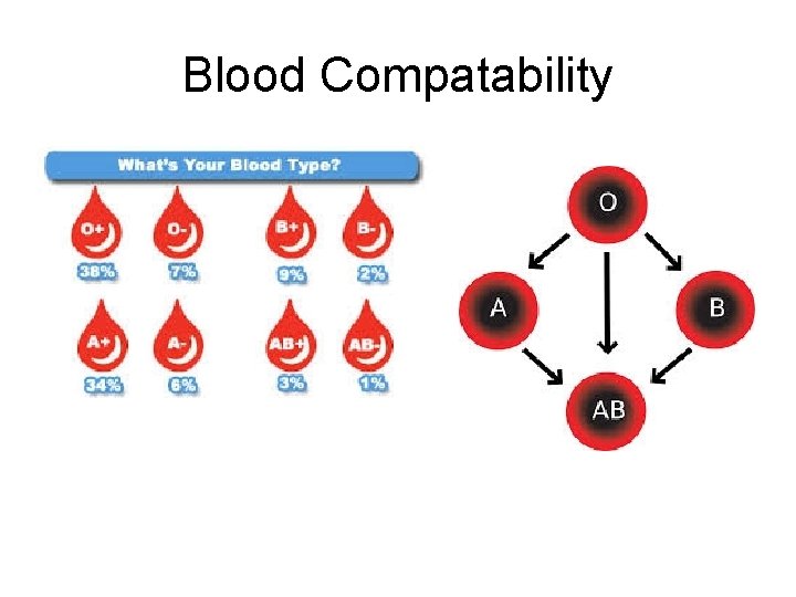 Blood Compatability 