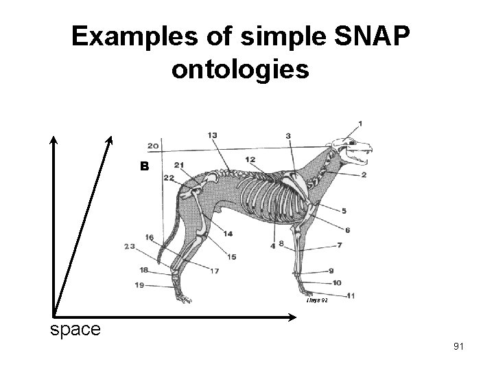 Examples of simple SNAP ontologies space 91 