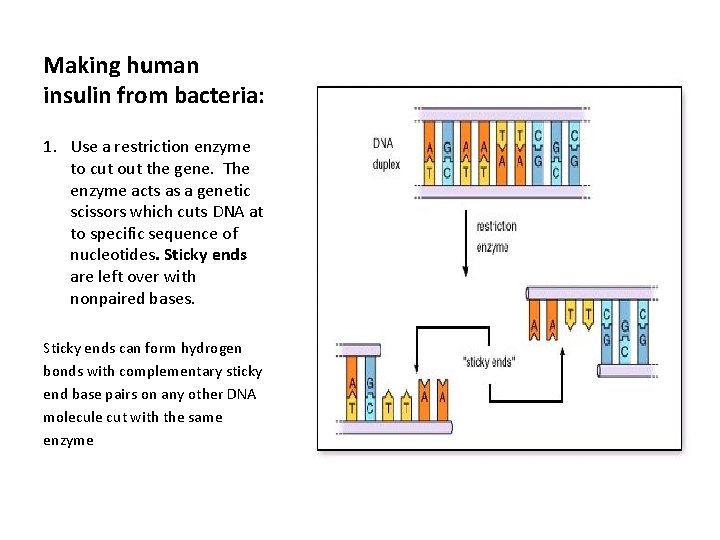 Making human insulin from bacteria: 1. Use a restriction enzyme to cut out the