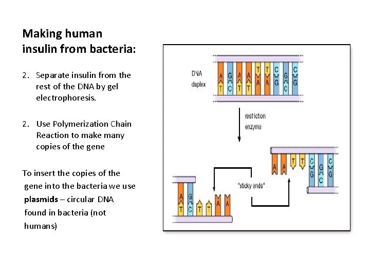 Making human insulin from bacteria: 2. Separate insulin from the rest of the DNA