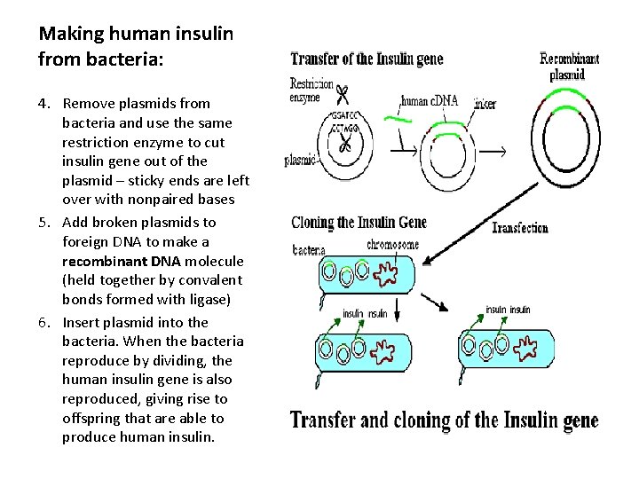 Making human insulin from bacteria: 4. Remove plasmids from bacteria and use the same