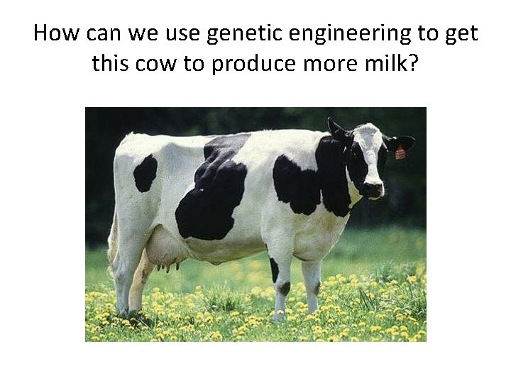 How can we use genetic engineering to get this cow to produce more milk?