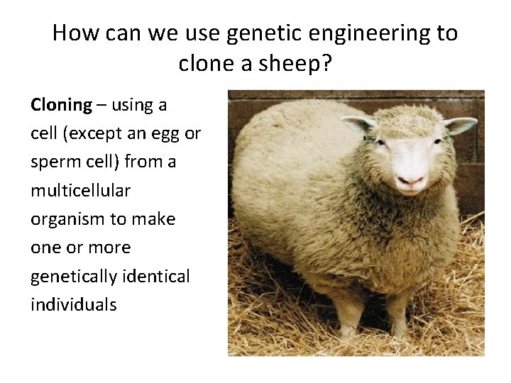 How can we use genetic engineering to clone a sheep? Cloning – using a