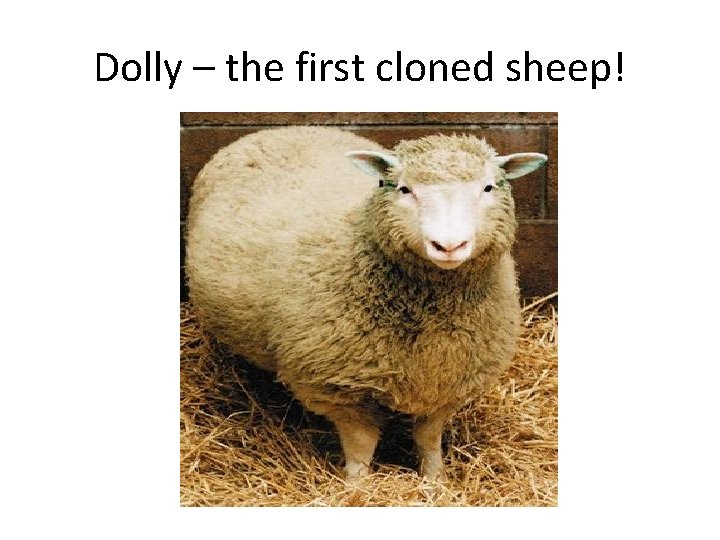 Dolly – the first cloned sheep! 