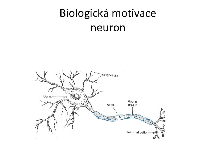 Biologická motivace neuron 