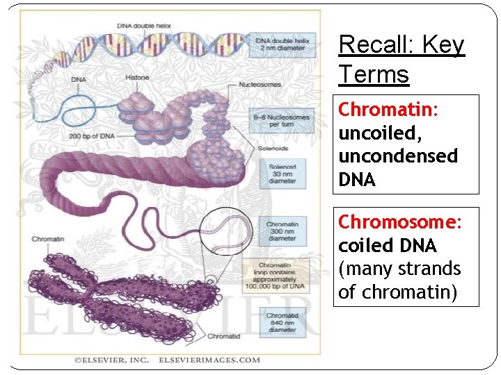 Recall: Key Terms Chromatin: uncoiled, uncondensed DNA Chromosome: coiled DNA (many strands of chromatin)