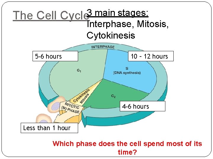 The Cell Cycle 3 main stages: Interphase, Mitosis, Cytokinesis 5 -6 hours 10 –